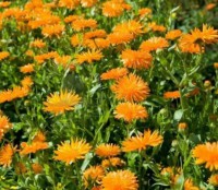 /album/cultivo-hidroponico-colombia/a1-calendula-jpg/